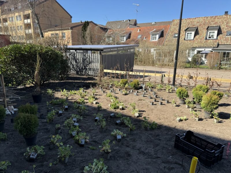 Bild på växter som placerats ut i en nyanlagd rabatt inför plantering.